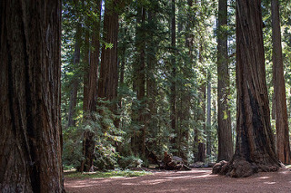 Montgomery Grove